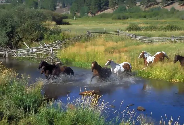 Image of horses running through a creek