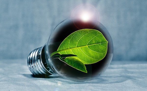lightbulb with plant inside simulating green energy